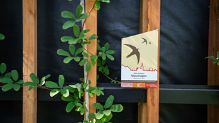 Rankpflanze an Auenfassade mit Schild "Mauersegler"