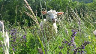 Schaf im hohen Gras